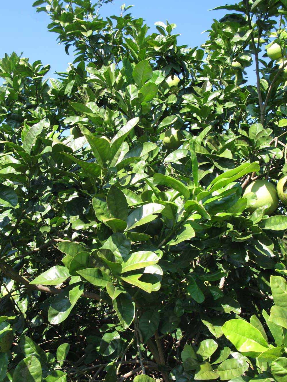              Sun leaves (Winter Haven, FL)       